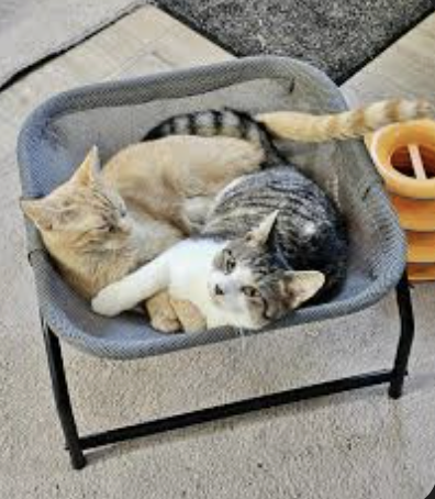 Kucing Nyaman di Hammock