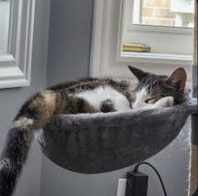 Hammock Bed Terpasang